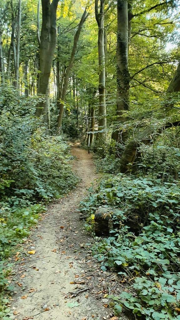 wandelpad bossen vlaamse ardennen groen en natuur
