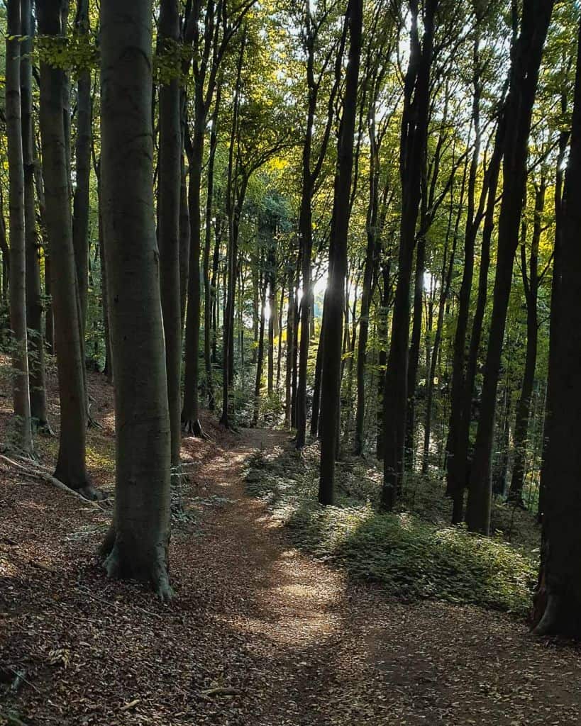 boswandeling vlaamse ardennen bomen