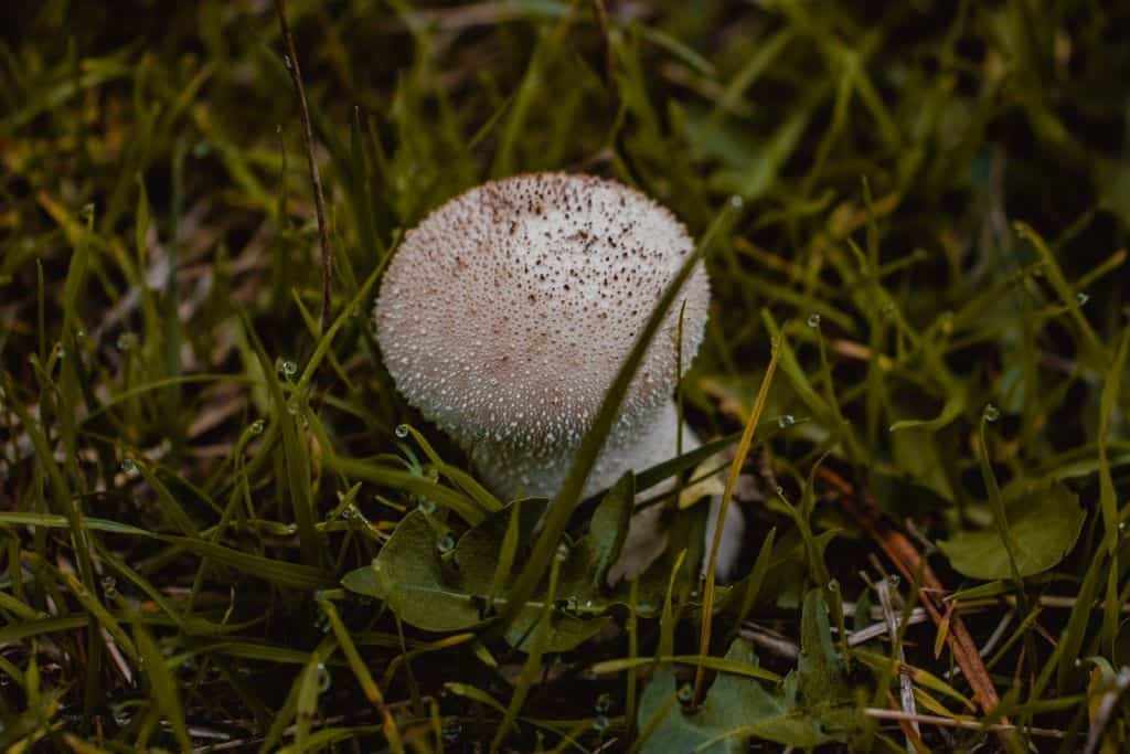 paddenstoel in gras met druppels