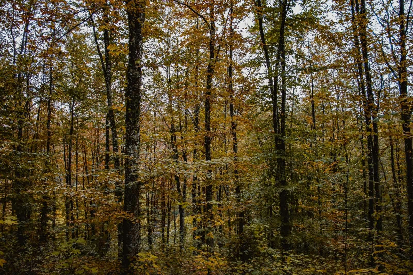 wandelen in de bossen in de Ardennen