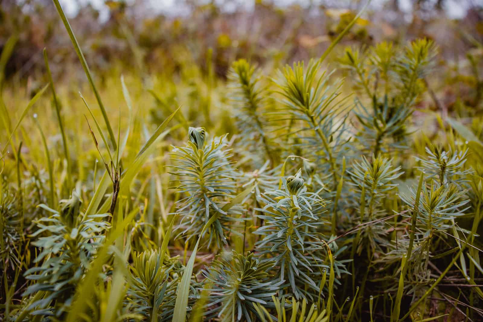 planten in de Ardennen, bossen
