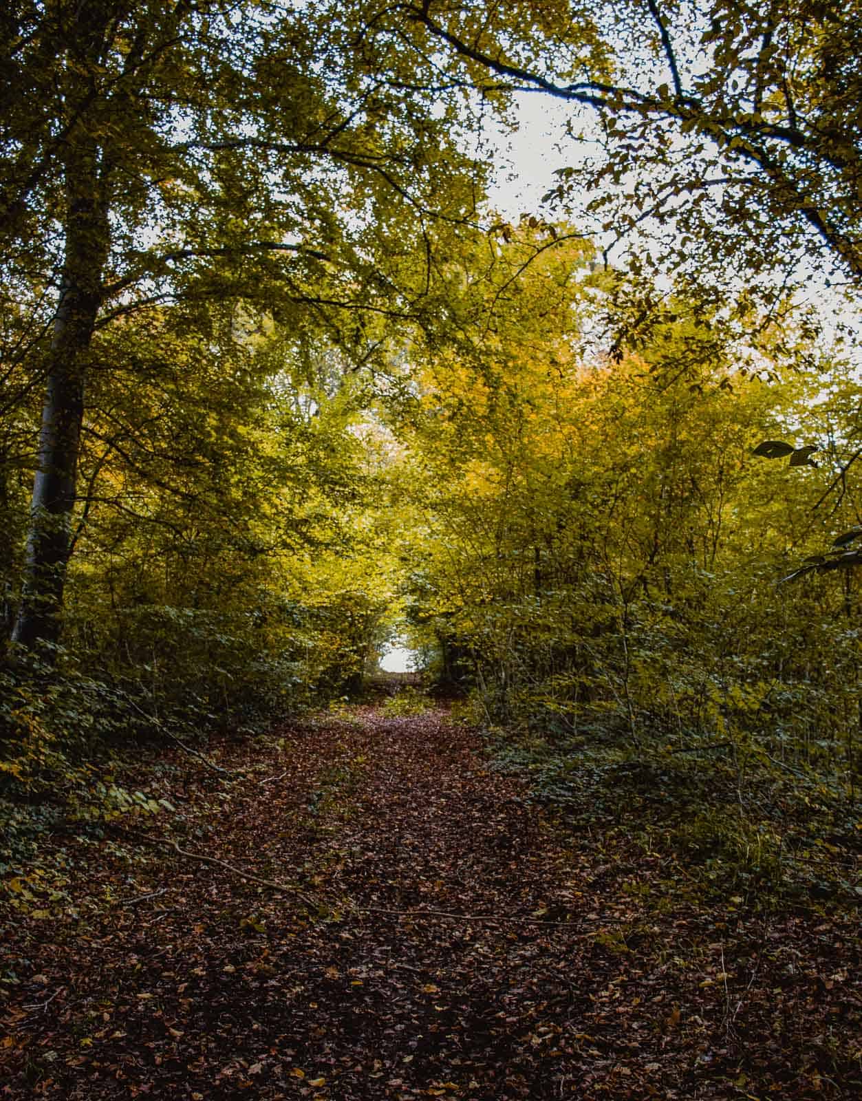 wandelpad in de Ardennen