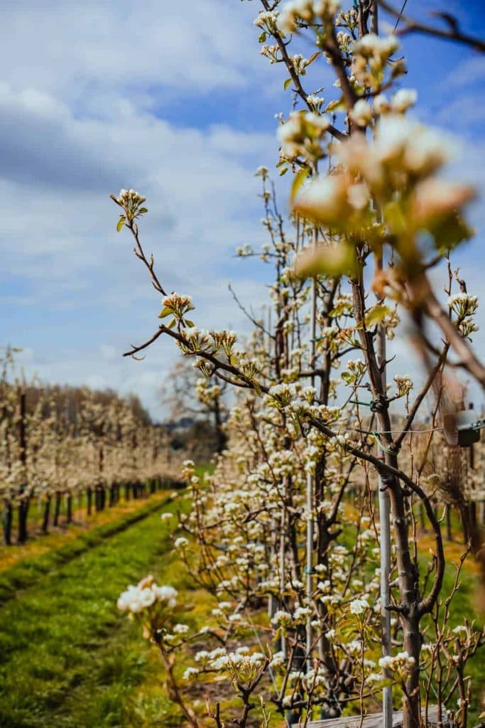 bloesems van limburg