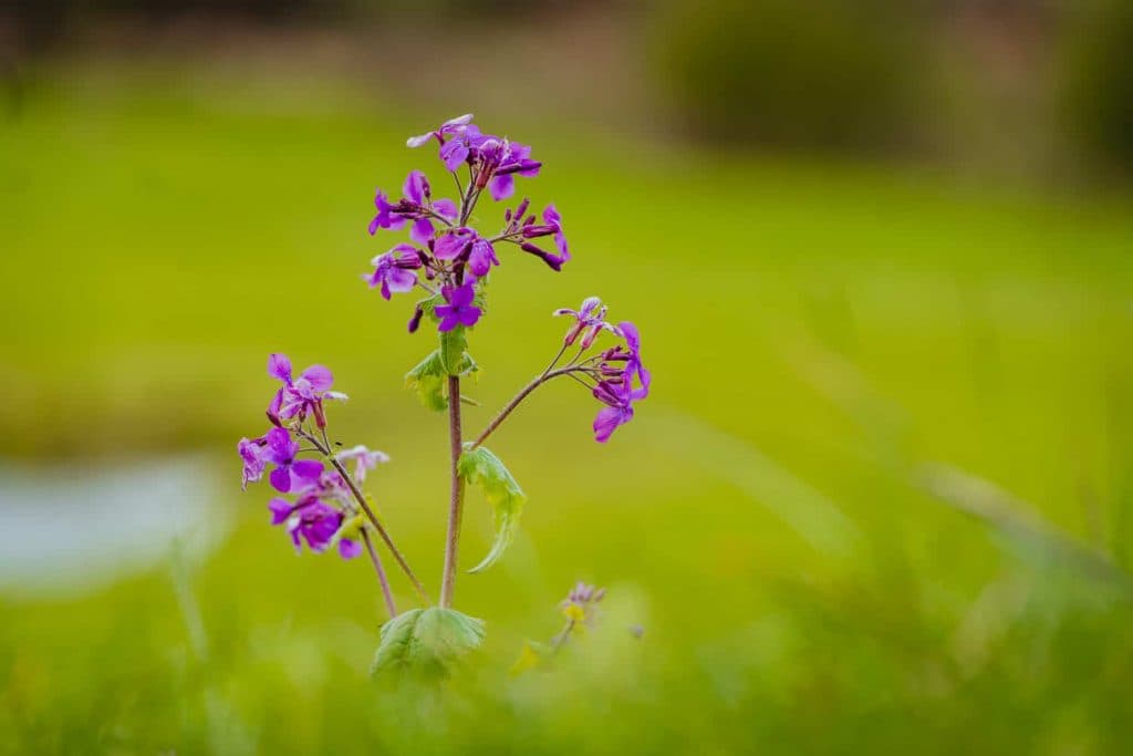 bloesem bloem borgloon limburg