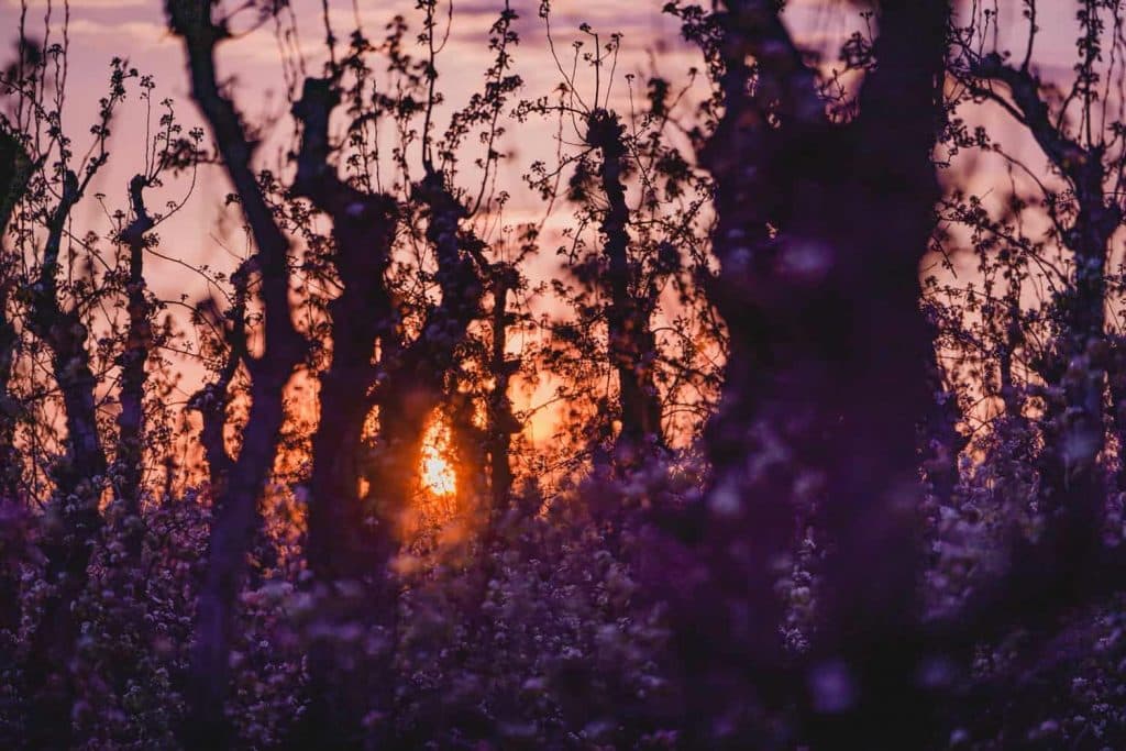 fruitstreek bloesem haspengauw