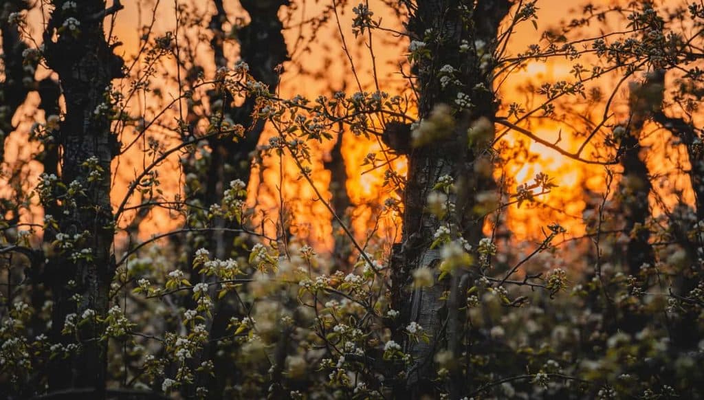 bloesems limburg haspengauw