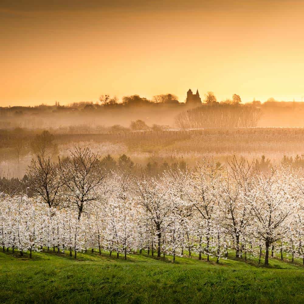 fruit streek haspengauw