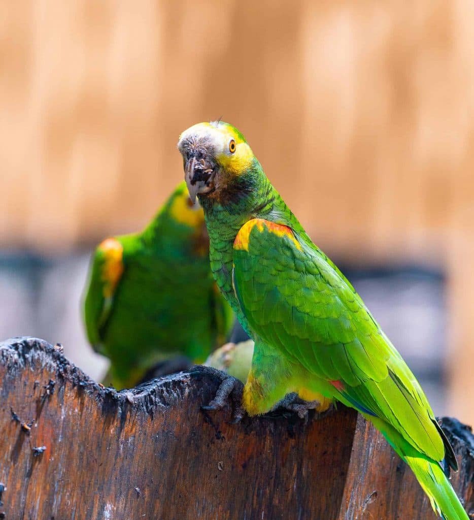 vogels spotten op bonaire