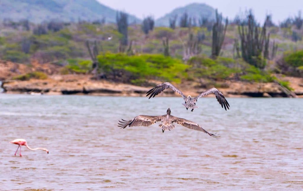flamingos spotten bonaire