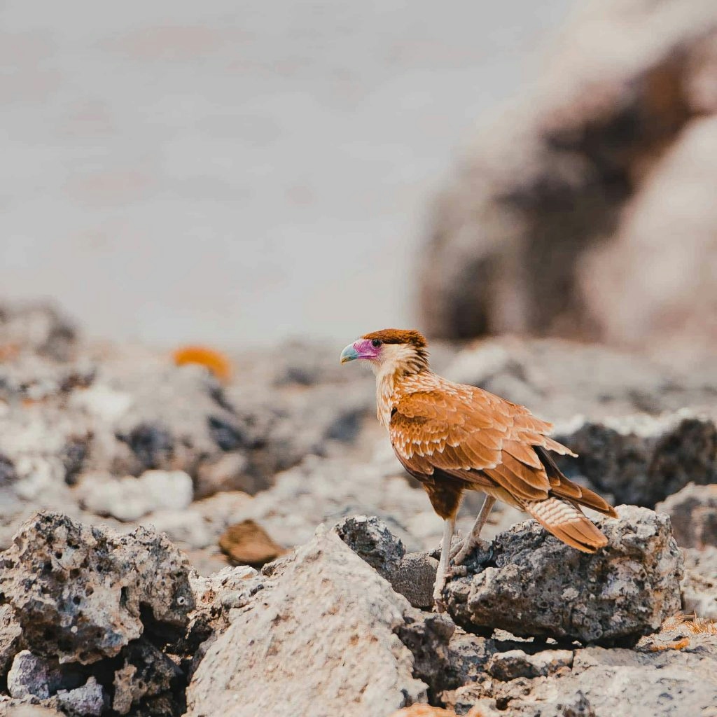 ornitologie caraiben