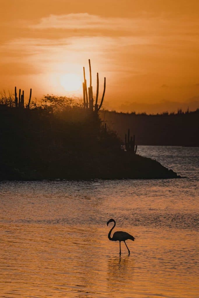 flamingo plaats bonaire