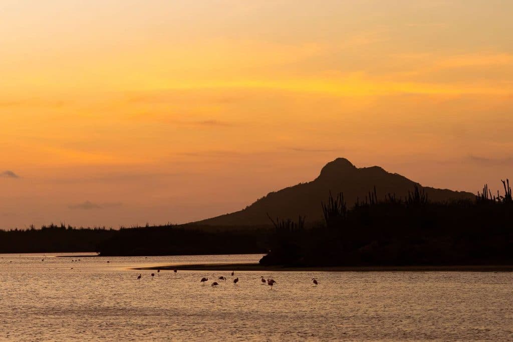 waar flamingos kijken op bonaire