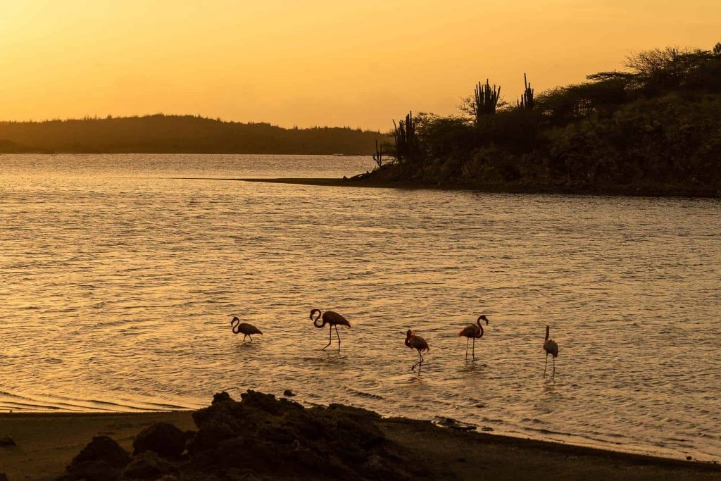flamingos kijken op bonaire