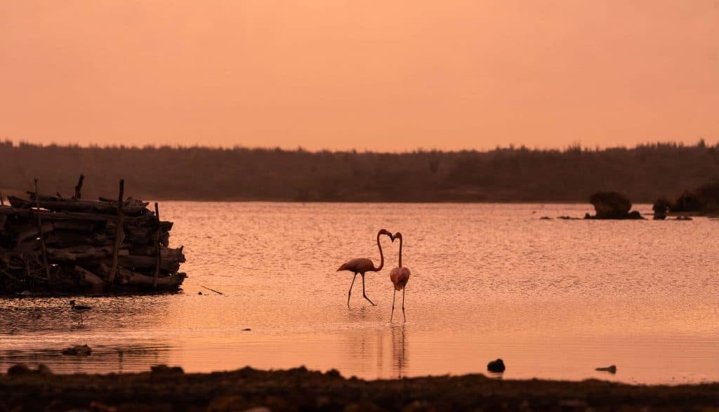 flamingos bonaire