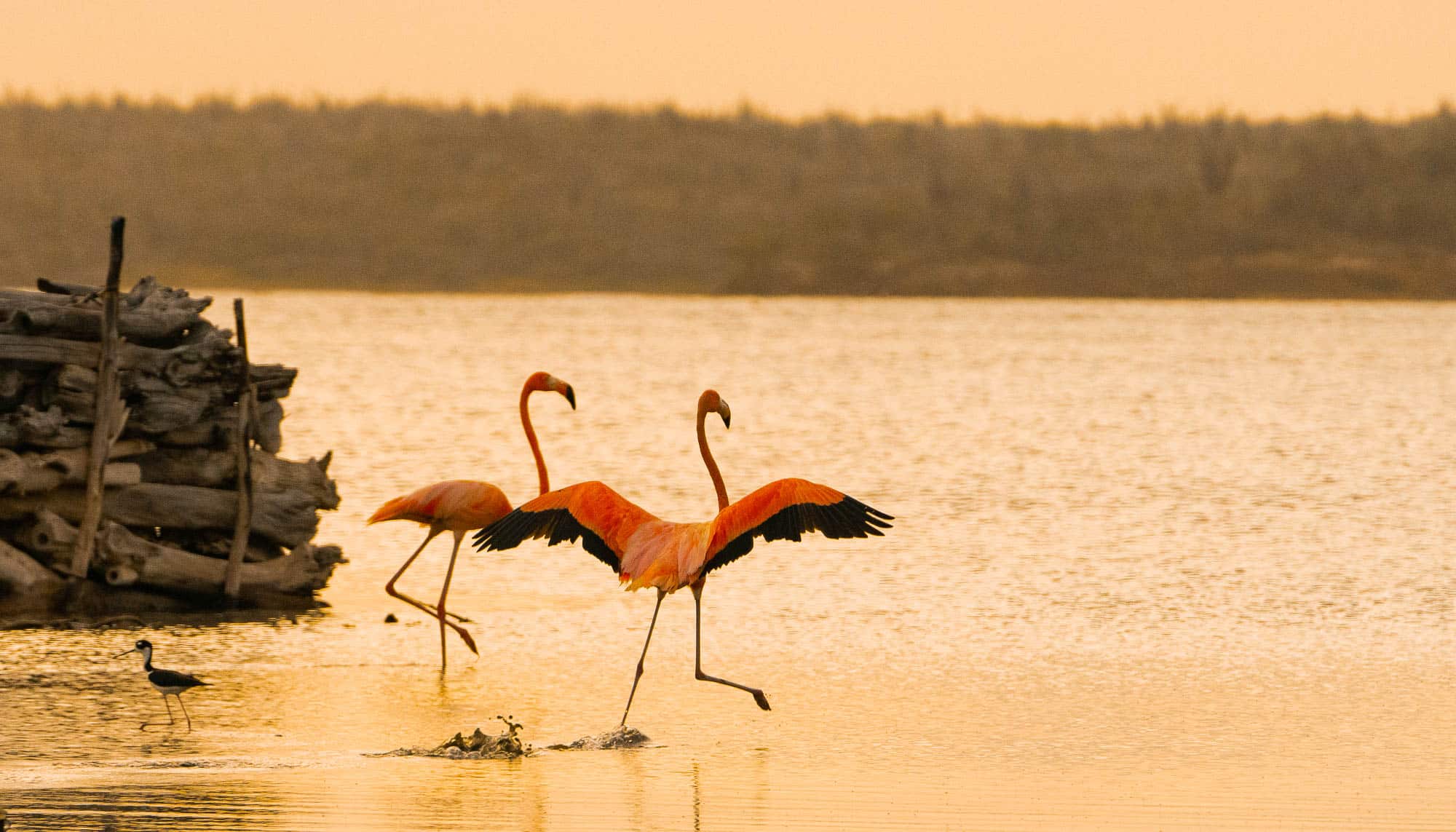 flamingos spotten caraiben