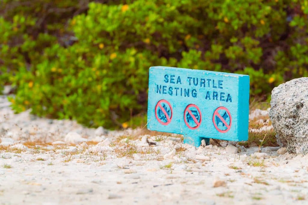 zeeschildpadden bonaire