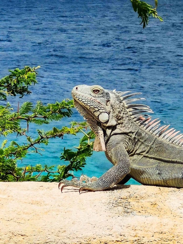 leguaan bonaire