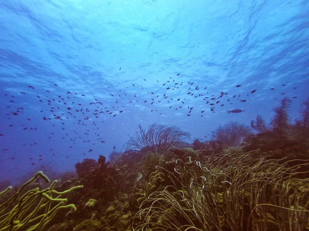 duiken in bonaire