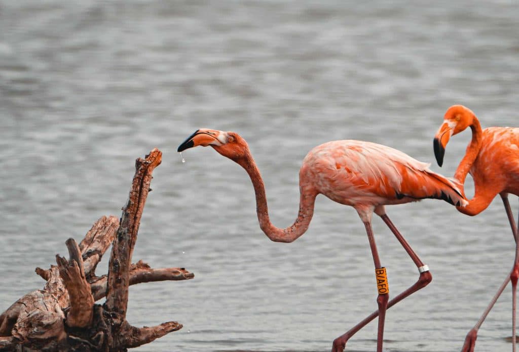 flamingos en duiken in bonaire