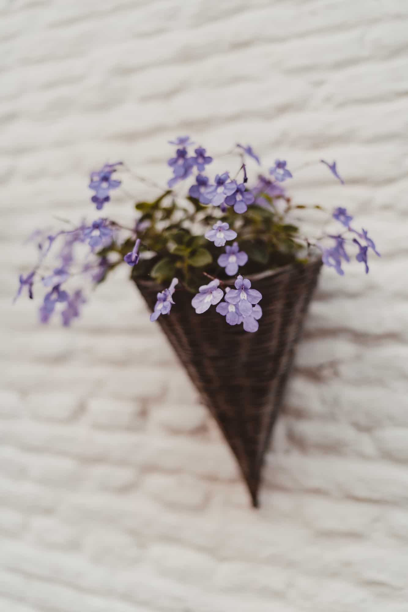 wat te doen in diest tijdens een citytrip