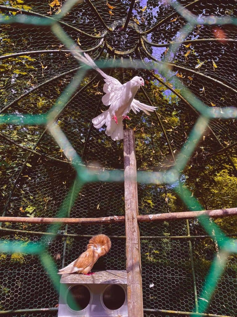 dierentuin frankrijk