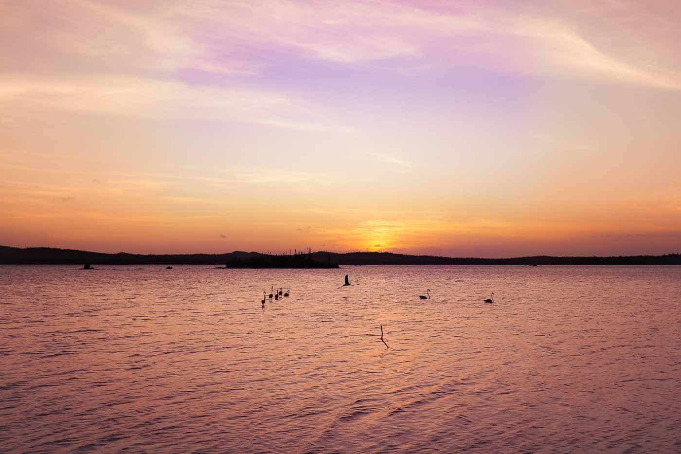 flamingos kijken bonaire