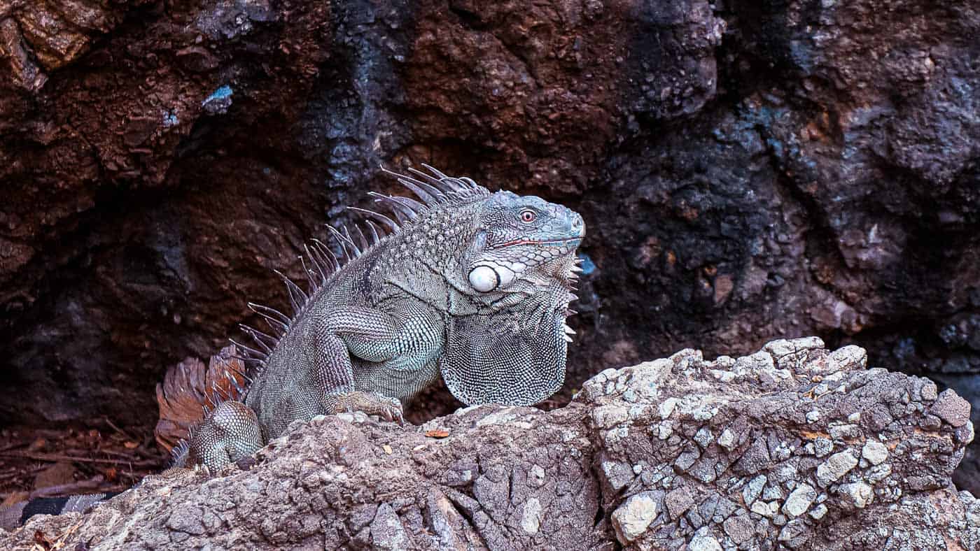 leguaan eten bonaire