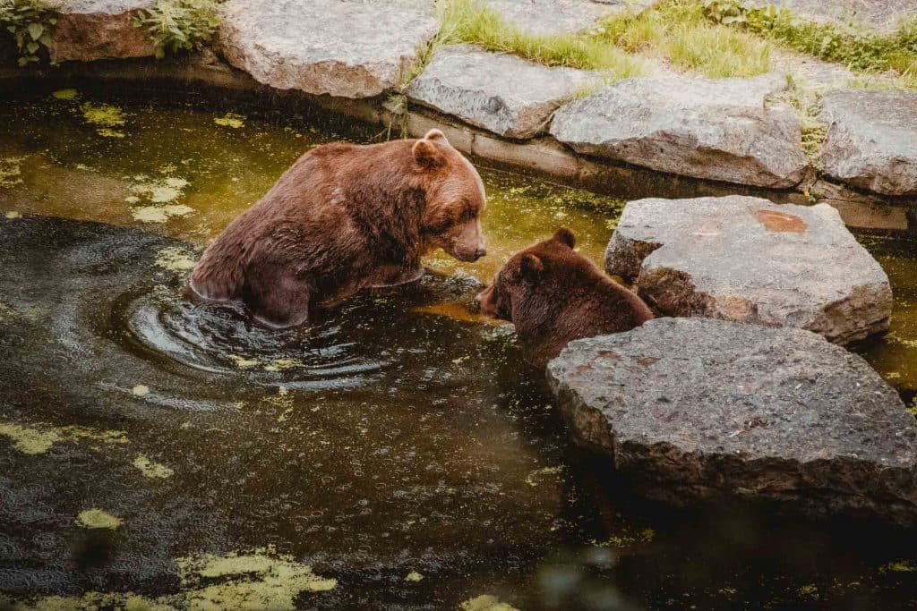 Beren spotten in de Grotten van Han