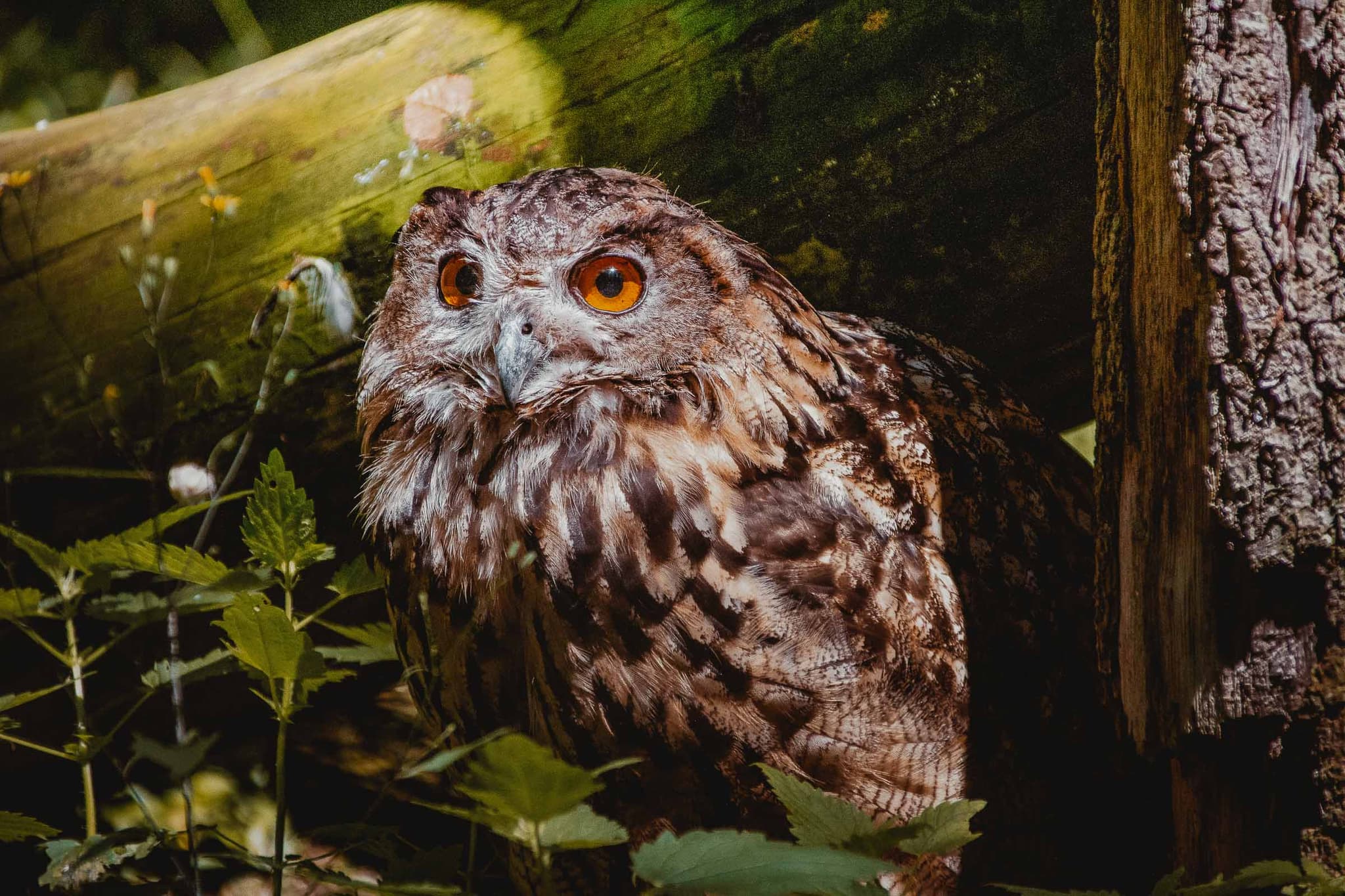 wilde uilen spotten ardennen
