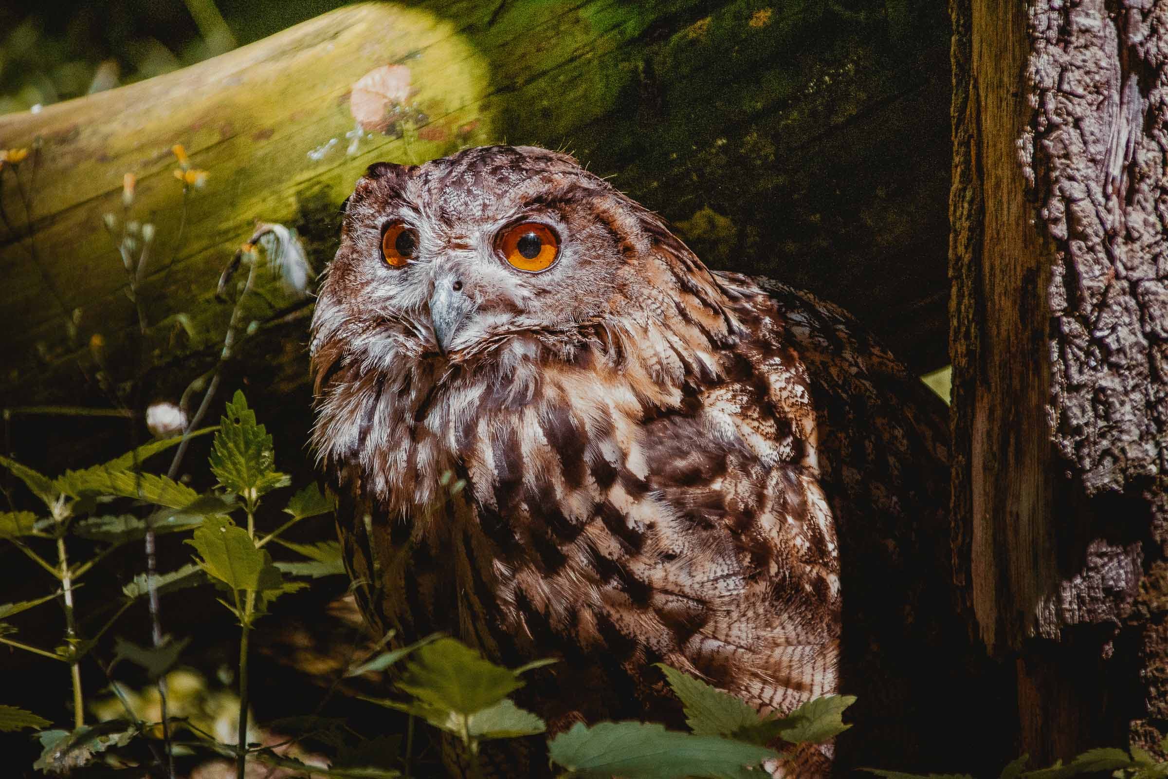 wilde uilen spotten ardennen