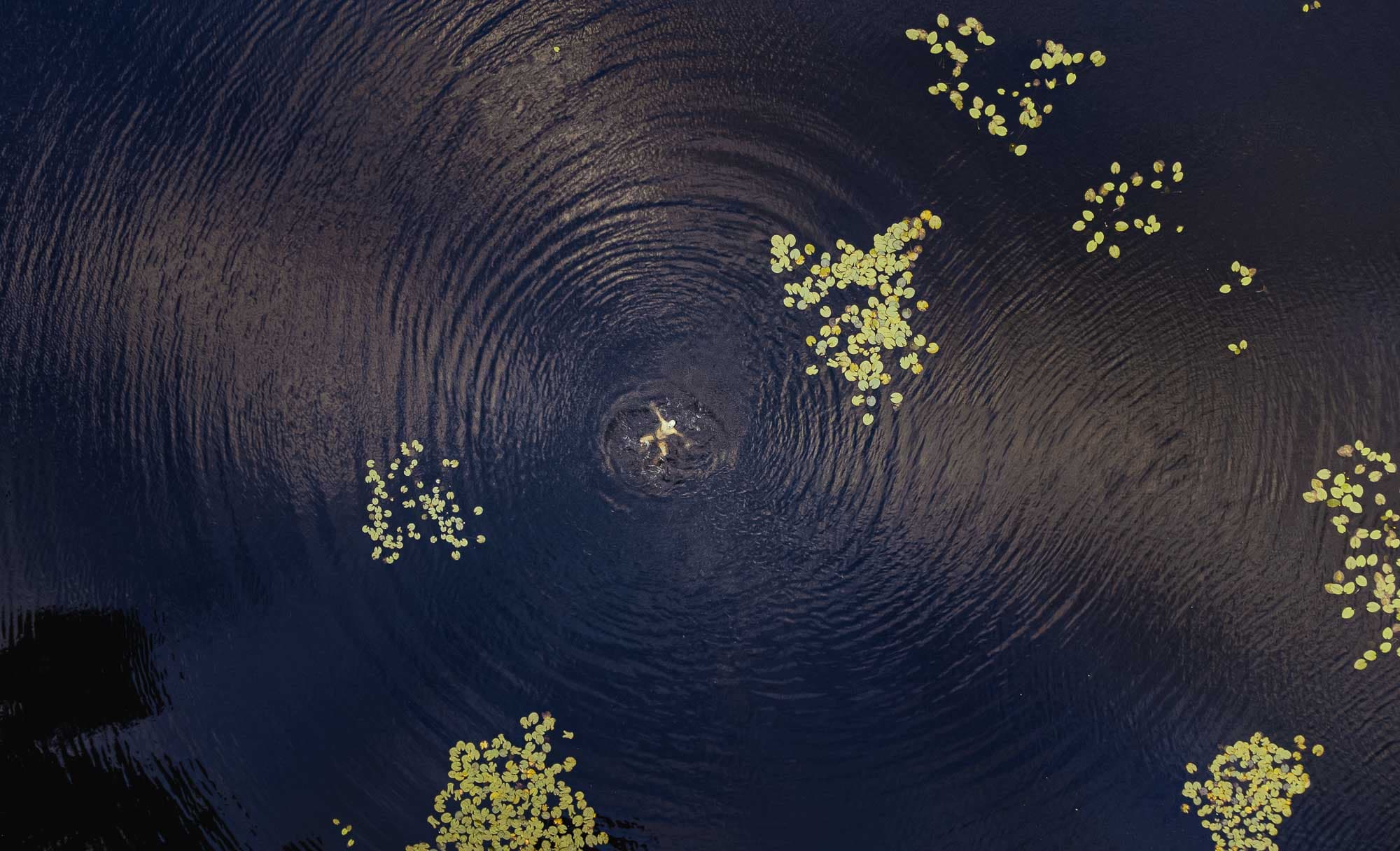 oisterwijkse vennen en bossen