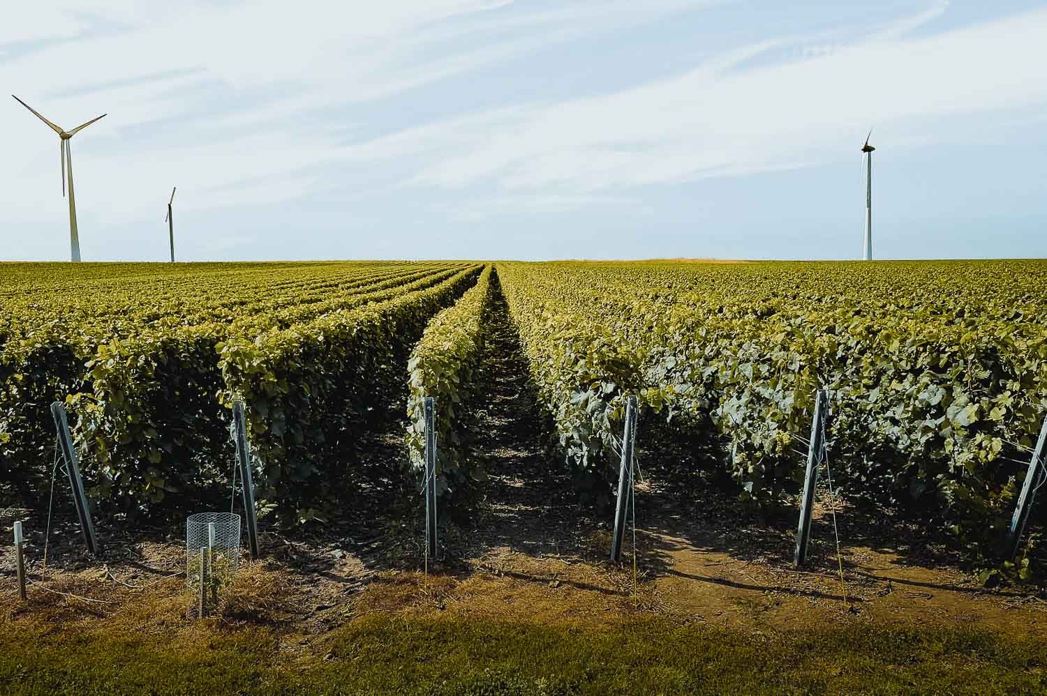 wijnranken boomgaard wijn bergen