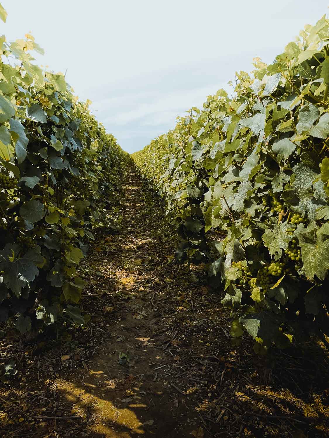 mons chant d'eole bergen