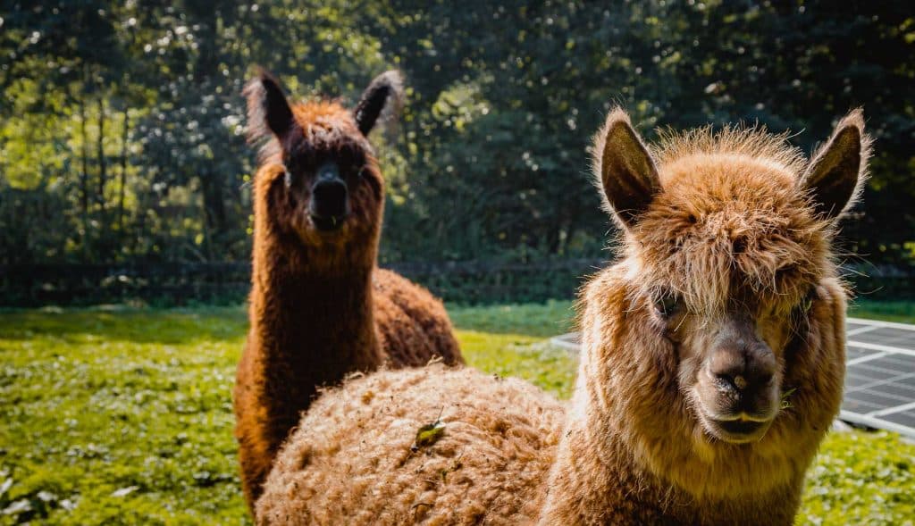 Glamping met alpaca's