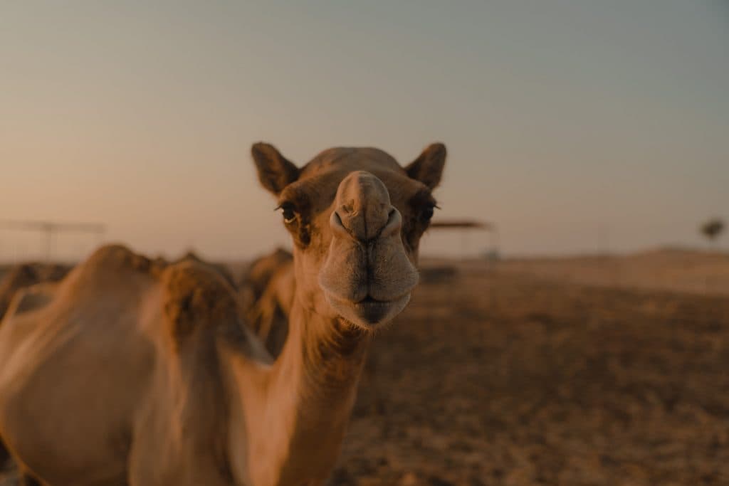 kamelen in de woestijn van de verenigde arabische emiraten