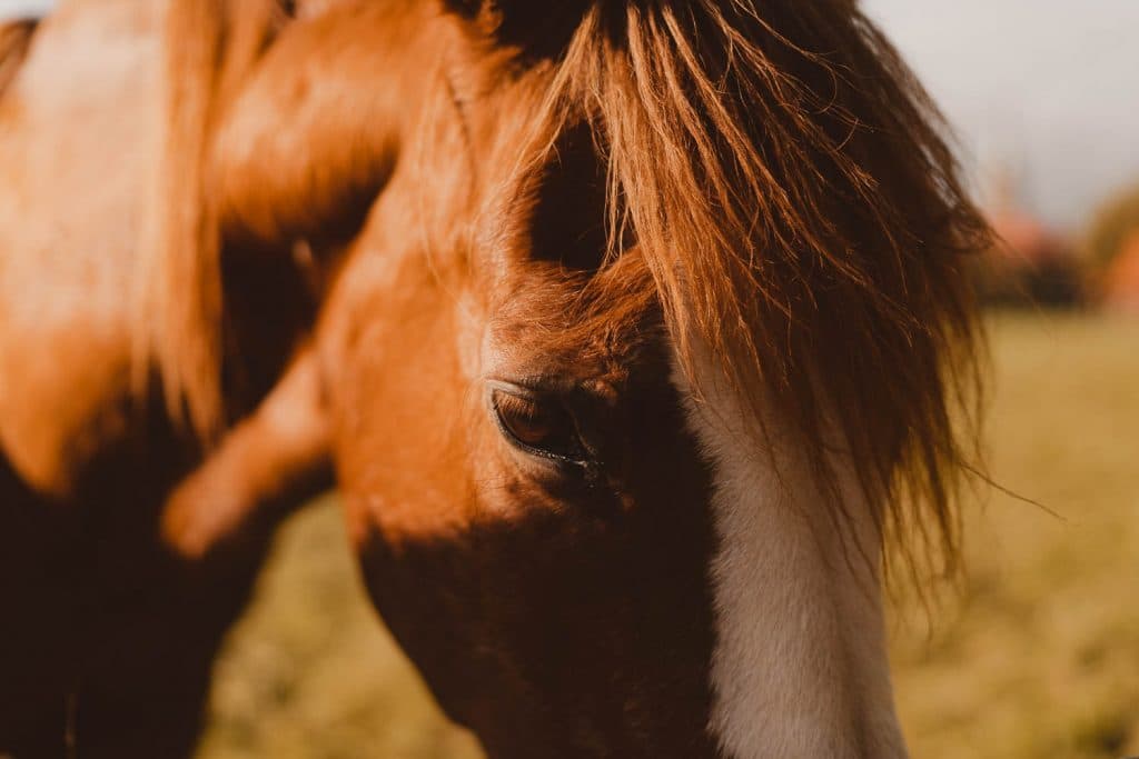 scheldeland bezoeken