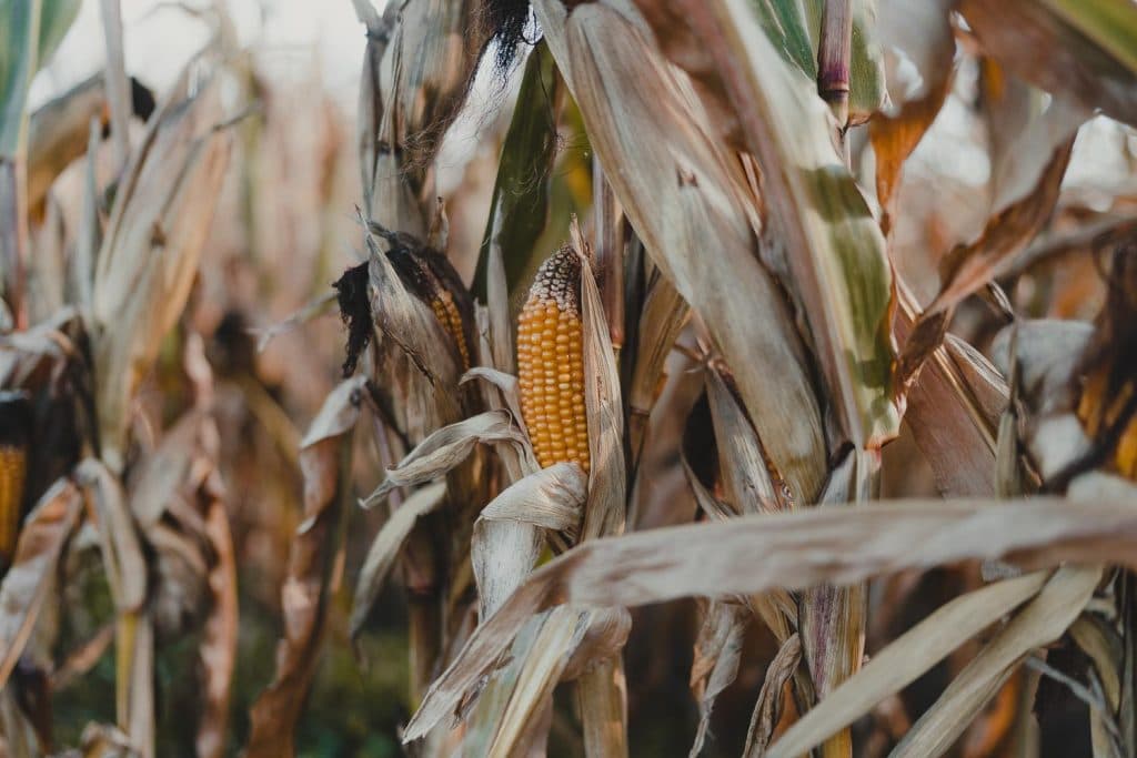 glaneren in scheldeland
