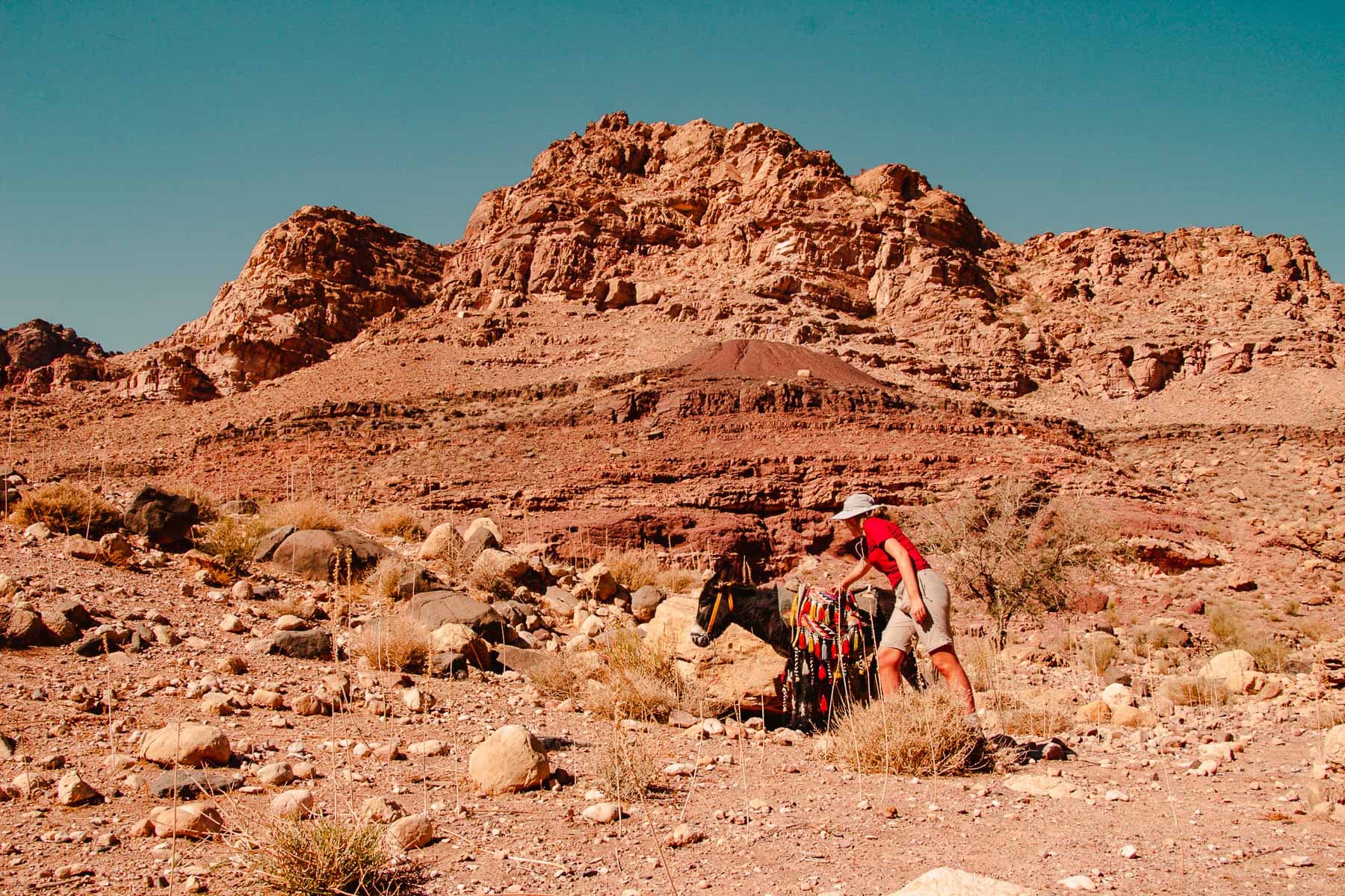 james de ezel in Dana reservaat