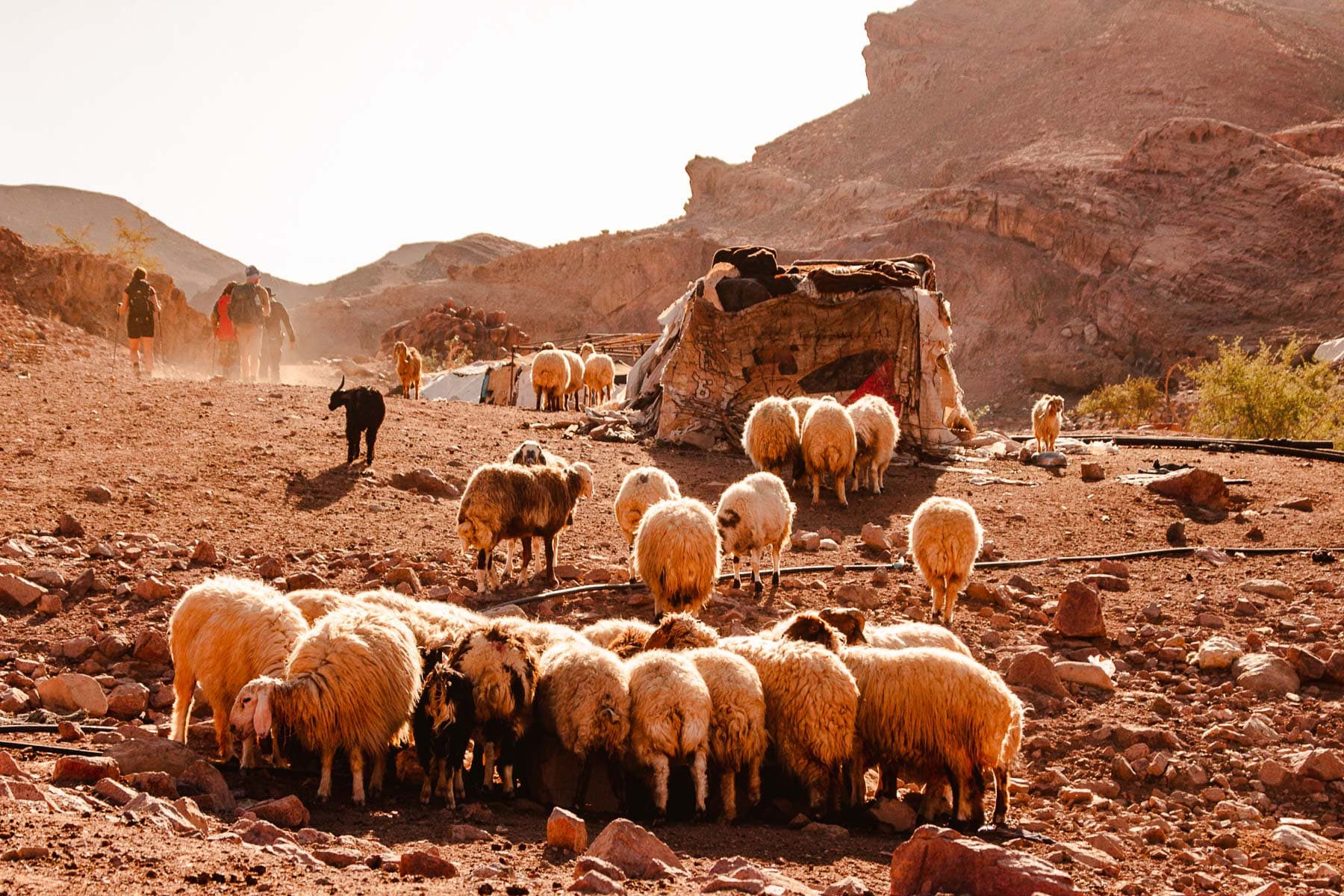 bedoeinenkamp Dana met geitenkudde