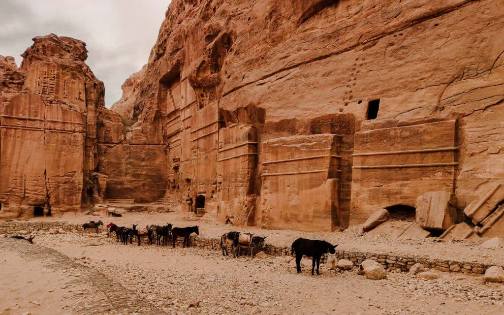 ezels op een rij in het wereldwonder petra