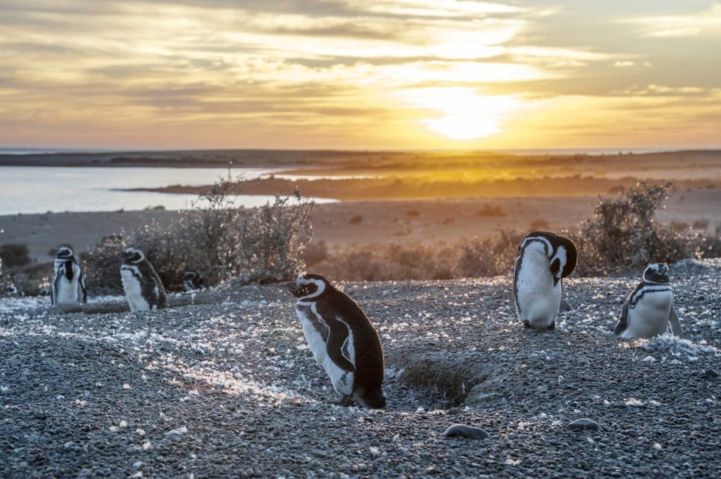 Pinguins in Argentinie zien