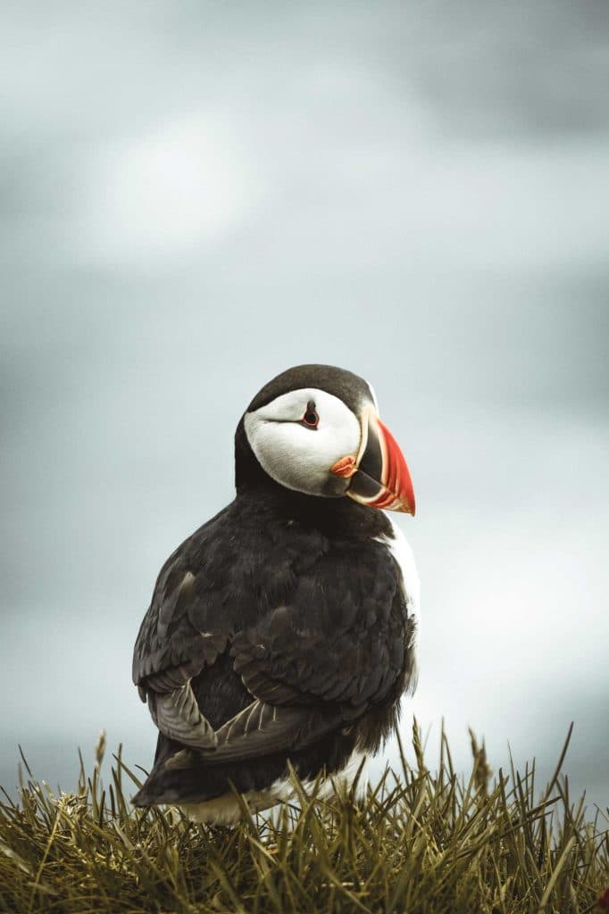 puffins en papegaaiduikers op de faeroer eilanden