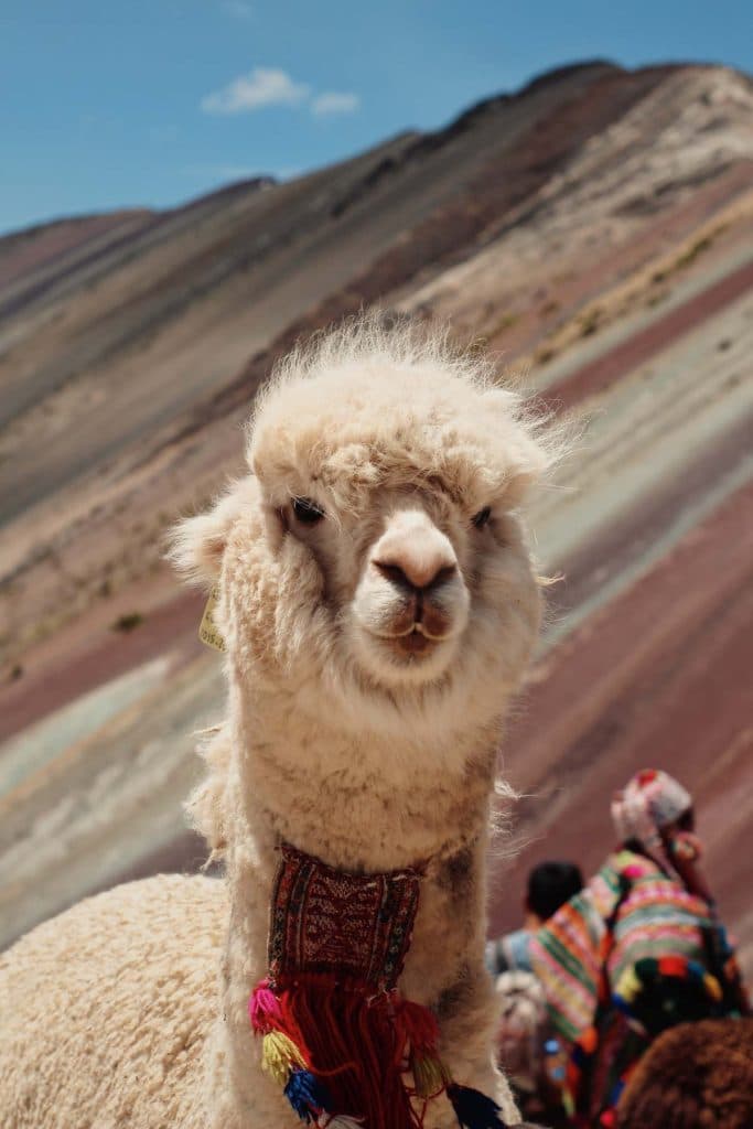 alpaca rondreis peru