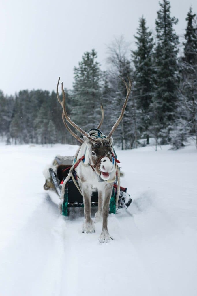 rendier rijden in lapland