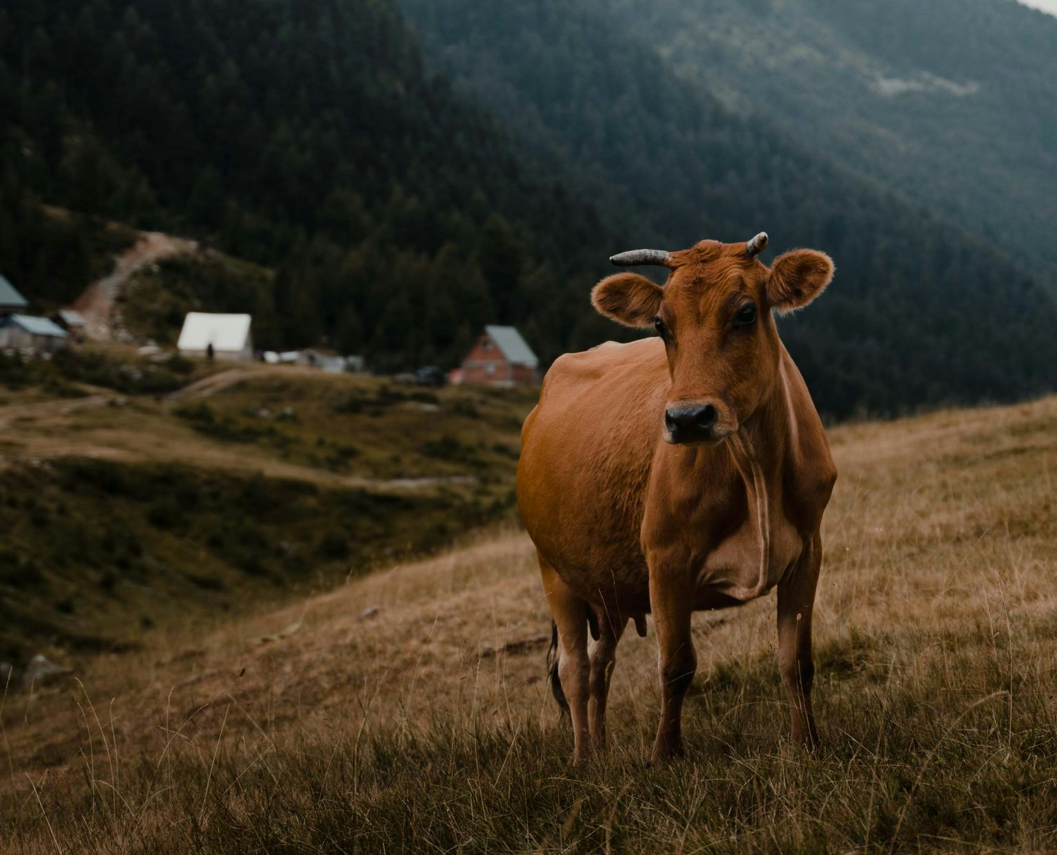 albanese koe