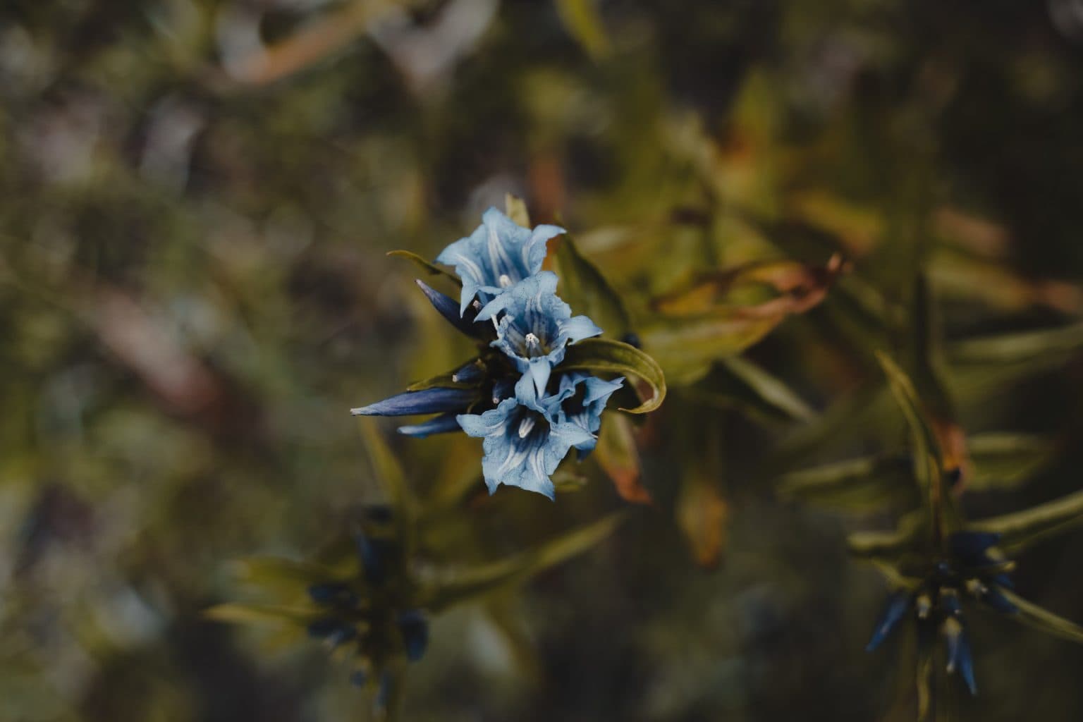 trektocht albanie - wandelen en hiken