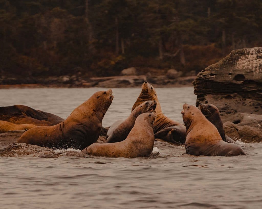 zeeleeuwen en orka watching