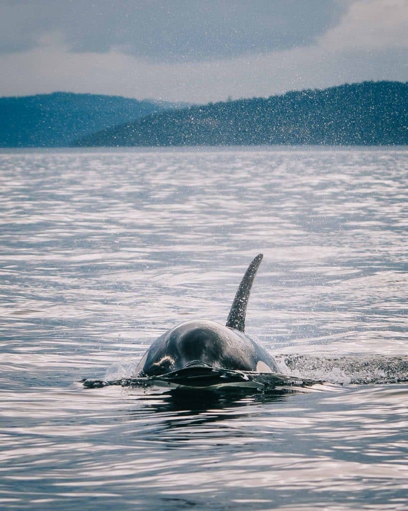 orka spotten vancouver