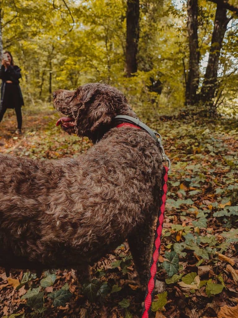kroatie truffels zoeken eten