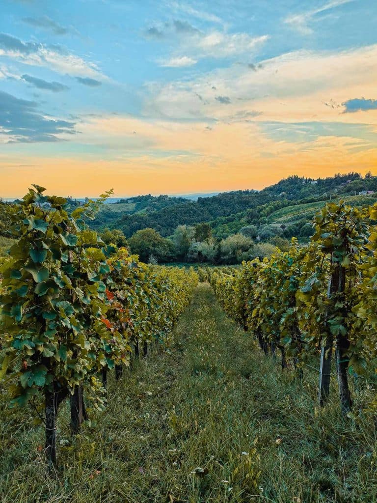 Rijen wijnstokken strekken zich uit in de verte op een weelderig groene heuvelachtige wijngaard in Kroatië, met glooiende heuvels en bomen in het silhouet tegen een blauwe en oranje zonsondergang. Hoog gras tussen de wijnranken voegt een wilde, natuurlijke sfeer toe aan dit schilderachtige landschap.